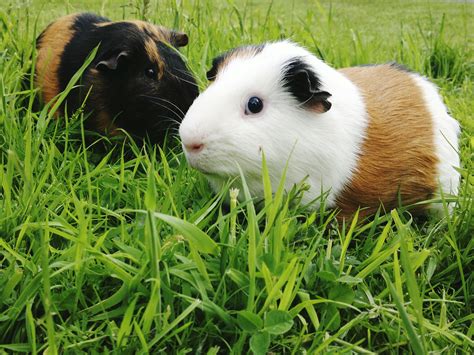 fascinating facts  guinea pigs