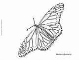 Coloring Butterfly Monarch Pages Kids Cycle Life Popular Mycoloringland sketch template