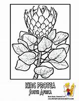 African Coloring Pages Flower Symbols Flowers South Protea Africa Kids Book Heritage King Preschool Craft Venezuela Panama Adult Flag Boys sketch template