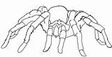 Tarantula Coloring Spider Netart sketch template