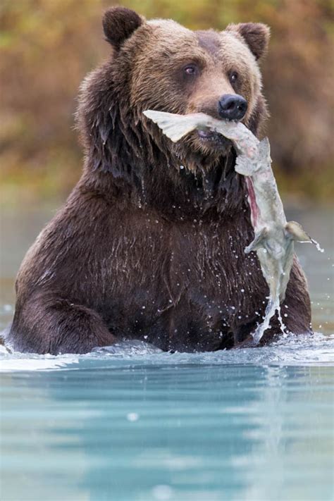 brown bear eats salmon photography print bear photography etsy