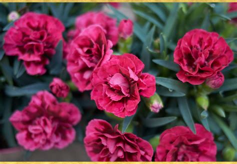 guide  growing carnations ftdcom
