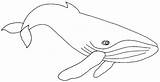Whale Coloring Pages Drawing Getcolorings Getdrawings sketch template