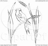 Grass Bobolink Wheat Bird Clipart Outlined Coloring Cartoon Picsburg Vector Royalty Clipground sketch template