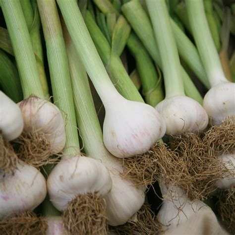 buy garlic softneck bulb garlic solent wight  delivery  crocus