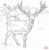 Hirsch Mule Malvorlagen Doe Print Supercoloring Reh Antlers Designlooter sketch template