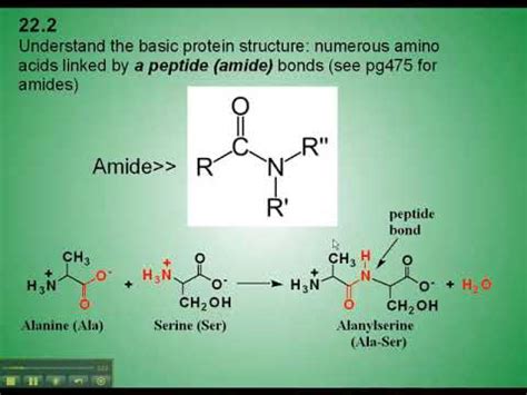 amide bond youtube