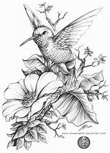 Hummingbird Coloring Sketches Lilies Hummingbirds Kolibri Bloem Disegni Aves Colibri Hibiscus Pirografie Lápis Beija Tekeningen Tekenen Tatuaggio Tela Disegnare Pirografia sketch template