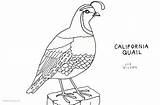 Quail Coloring California Line Pages Printable Kids Color sketch template