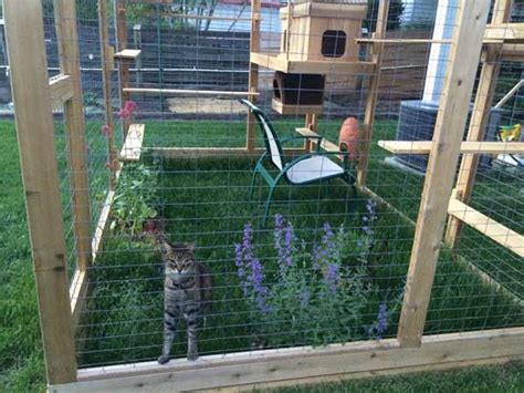 awesome outdoor cats walkway  house amazing diy