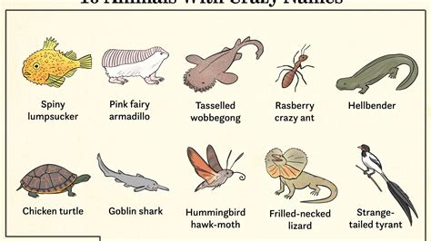 animals   kids animals names  english  pictures
