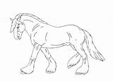 Paarden Kleurplaten Dieren Paard Volwassenen Animaatjes Equine Veulen Coloriages Printen Afdrukken Lineart sketch template