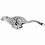 Guepardo Correndo Cheetah Guepardos Chita Leopardo Dibujos Tatuaje Tudodesenhos Buscar Pantera sketch template