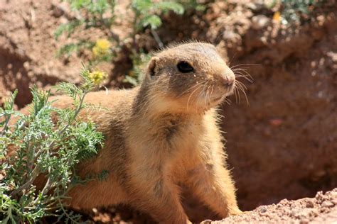 la fauna  la flora de mexico mis animales