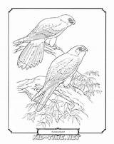 Kestrel Birds Coloring Animals Book Sheet Pages sketch template