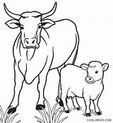Cow Coloring Pages Calf Printable Kids sketch template