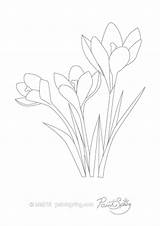 Coloring Crocus Flower Pages Drawing Adult Printable Book Color Getcolorings Reserved Rights 2021 Getdrawings sketch template
