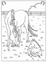Horse Paard Colouring Paarden Drawings Foal Tekeningen Dieren Paradijs sketch template