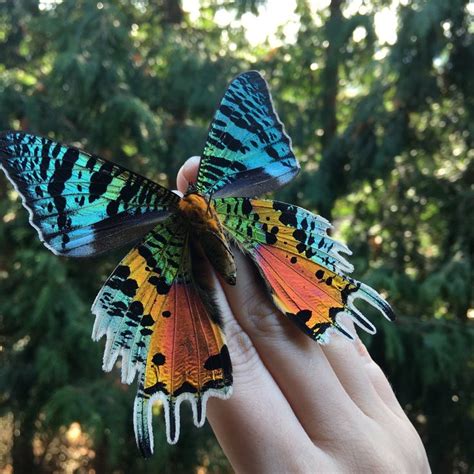 chrysiridia rhipheus google search butterfly species colorful butterflies  beautiful