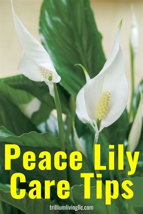 peace lily easy  grow indoors trillium living peace lily care