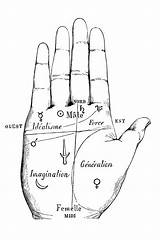 Hand Palmistry Palm Reading Division Read Palms Parts Chiromancy Lines Male Hands Mounts Illustrations Astrology Chart Guide Name Learn 1600 sketch template