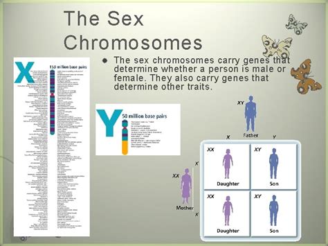 Human Heredity 7 V Karyotype V Single Genes
