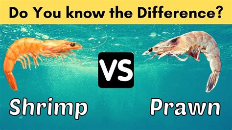 top  differences  shrimps  prawns shrimp  prawn