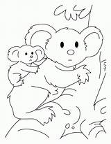Koala Coloring Bear Color Pages Outline Kids Baby Colouring Clipart Printable Library Popular Clip Coloringhome Comments Books sketch template