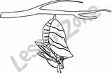 Chrysalis Butterfly Clipart Cocoon Drawing Getdrawings Clipground sketch template