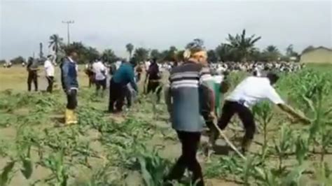 Lahan Jagung Dimiliki Sekitar 147 Kepala Keluarga Dibabat Habis Pihak