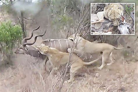 lions slaughter antelope  intense hunt metres  stunned tourists