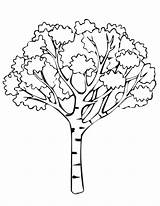 Tree Coloring Pages Print Printable Kids sketch template
