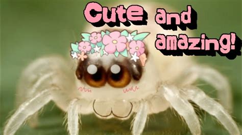 cutie  creatures  cute  youtube