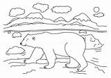 Polar Bear Coloring Pages Arctic Sheets Kids Printable Animals Template Bears Color Sheet Ice Habitat Animal Bestcoloringpagesforkids Print Craft Activity sketch template
