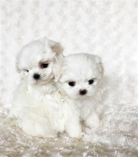 micro teacup maltese puppy xxs perfect billy iheartteacups
