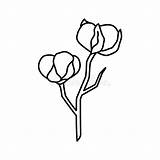 Cotone Stile Minimo Botanica Produzione Fiore Contorno sketch template