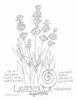 Lavender Coloring Line Drawing Designlooter Pages Paintingvalley Getcolorings sketch template
