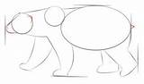 Orso Polare Disegnare sketch template