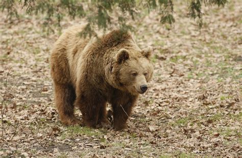 nauczymy  szacunku niedzwiedzie  kampanii tatrzanskiego parku narodowego krakow