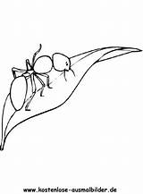 Ameise Ausmalbilder Insekten Ausmalbild Ausdrucken sketch template
