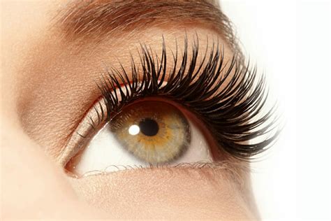 eyelash extension certification  age spa institute