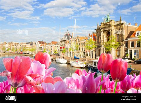 haarlem tulips water  res stock photography  images alamy