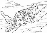 Schneeleopard Malvorlage Raubkatzen Malvorlagen Wilde Wildtiere sketch template
