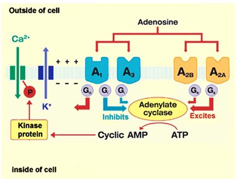 cellular actions   adenosine receptors   nervous