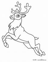 Coloring Reindeer Pages Venados Printable Dibujos Venado Buscar Para Drawing Christmas Google Hellokids Con Dibujo Siluetas Print Everfreecoloring sketch template