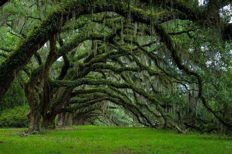15 Of The Most Magnificent Trees In The World