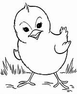 Coloring Pages Chick Chickens Clipart Easter Spring Animal Library Baby sketch template