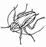 Cockroach Coloring Clipart Pages Kids Drawing Cockroaches Color Printable Cockroch Thecolor Print Outline Insect Oggy Denas Drwaing Clipartmag Wikiclipart Line sketch template
