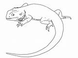 Bearded Lizard Lineart Mythical Bartagame sketch template
