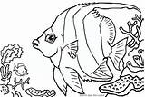 Coloring Pages Fish Viper Pennant Coralfish Getcolorings Animal sketch template